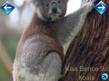 Index - Mindeközben - Napi cuki: koala és kenguru, két jó barát