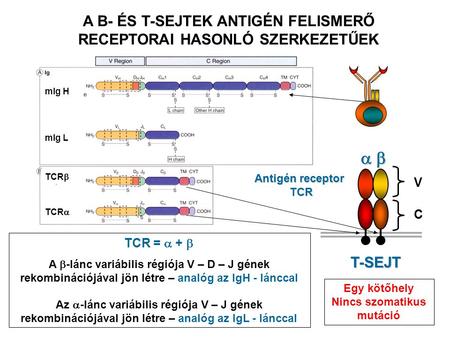 C mIg H mIg L TCR  TCR  T-SEJT  C V Antigén receptor TCR A B- ÉS T-SEJTEK ANTIGÉN FELISMERŐ RECEPTORAI HASONLÓ SZERKEZETŰEK TCR =  +  A.