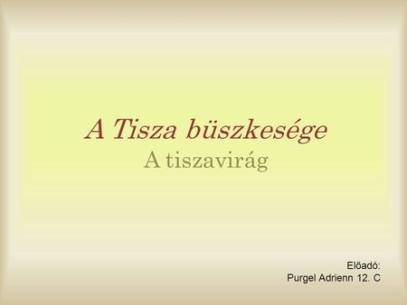 A Tisza büszkesége A tiszavirág Előadó: Purgel Adrienn 12. C.