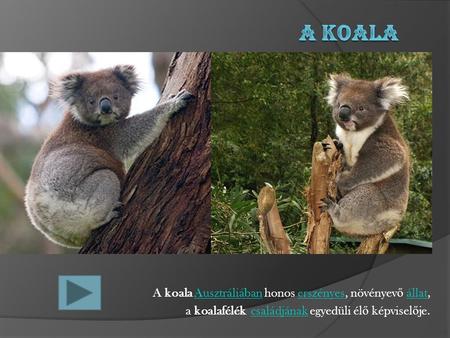 A Koala A koala Ausztráliában honos erszényes, növényevő állat,