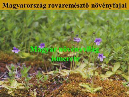Magyar növényvilág ismerete