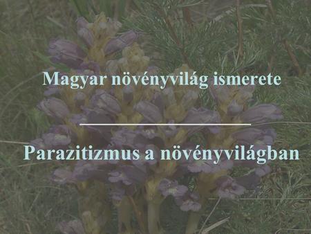 Magyar növényvilág ismerete Parazitizmus a növényvilágban