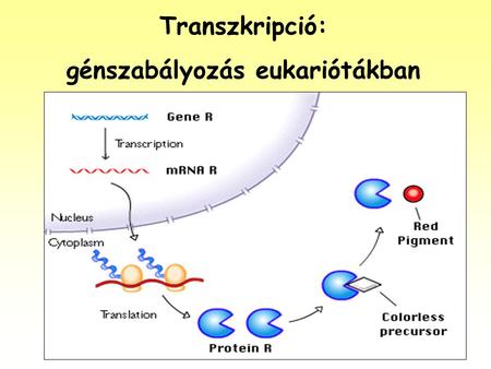 génszabályozás eukariótákban