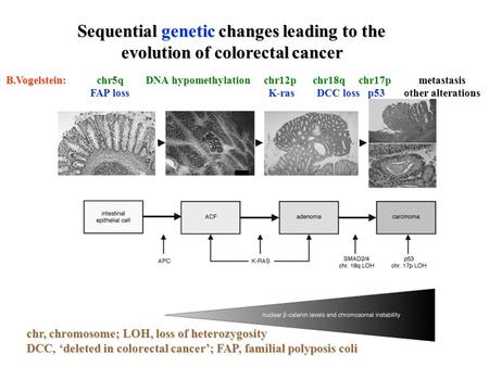 Sequential genetic changes leading to the evolution of colorectal cancer chr, chromosome; LOH, loss of heterozygosity DCC, ‘deleted in colorectal cancer’;