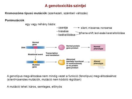 A genotoxicitás szintjei