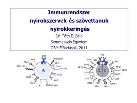 Immunrendszer nyirokszervek és szövettanuk nyirokkeringés Dr. Tóth E
