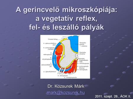 Dr. Kozsurek Márk mark@kozsurek.hu A gerincvelő mikroszkópiája: a vegetatív reflex, fel- és leszálló pályák Dr. Kozsurek Márk mark@kozsurek.hu 2011. szept.