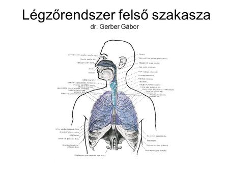 Légzőrendszer felső szakasza dr. Gerber Gábor