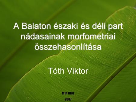 A Balaton északi és déli part nádasainak morfometriai összehasonlítása Tóth Viktor MTA BLKI 2007.