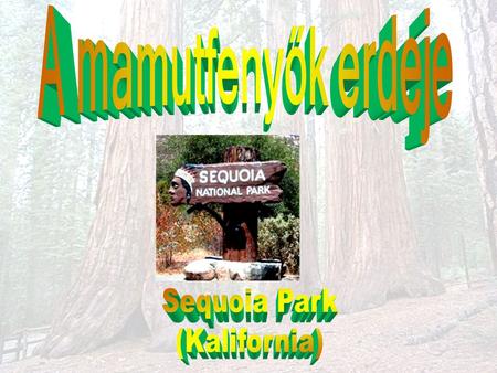 A mamutfenyők erdeje Sequoia Park (Kalifornia).