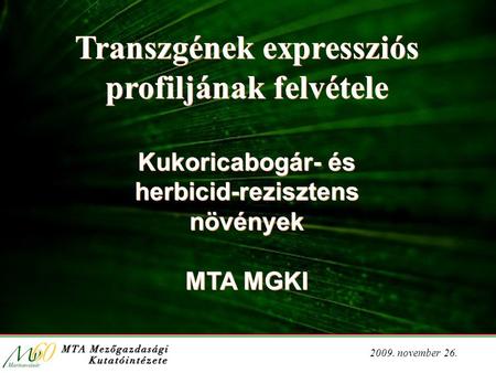2009. november 26. Transzgének expressziós profiljának felvétele Transzgének expressziós profiljának felvétele Kukoricabogár- és herbicid-rezisztens növények.