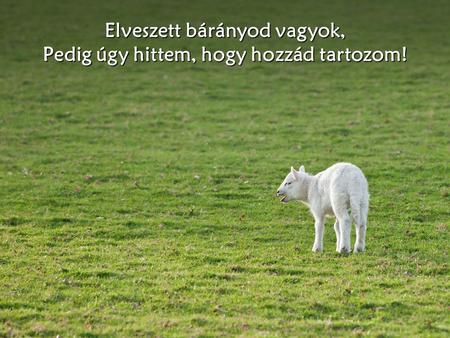 Elveszett bárányod vagyok, Pedig úgy hittem, hogy hozzád tartozom!