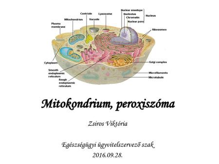 mitokondrium szerkezet funkció és biogenezis anti aging)