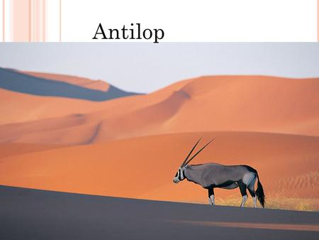 Antilop.