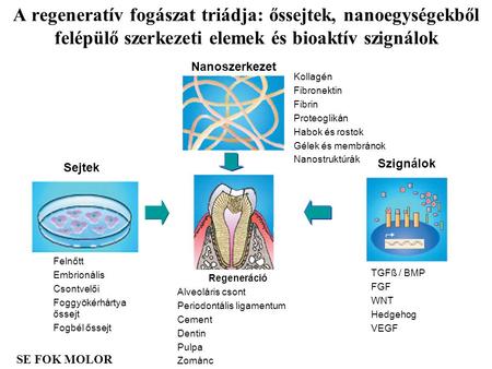 A regeneratív fogászat triádja: őssejtek, nanoegységekből felépülő szerkezeti elemek és bioaktív szignálok Kollagén Fibronektin Fibrin Proteoglikán Habok.