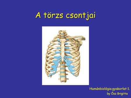 A törzs csontjai Humánbiológia gyakorlat 1. by Ősz Brigitta.