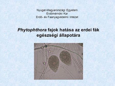 Phytophthora fajok hatása az erdei fák egészségi állapotára Nyugat-Magyarországi Egyetem Erdőmérnöki Kar Erdő- és Faanyagvédelmi Intézet.