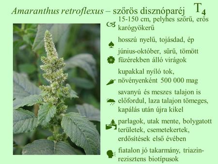 Amaranthus retroflexus – szőrös disznóparéj