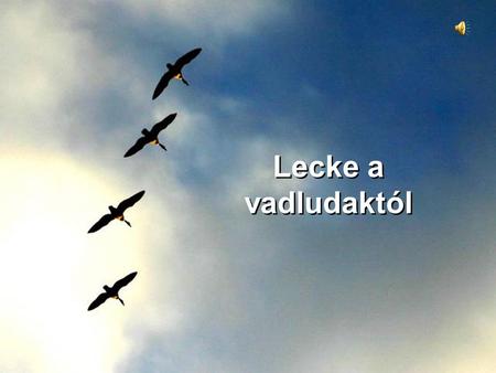 Lecke a vadludaktól.