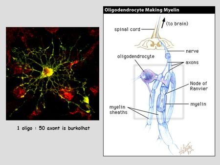 1 oligo : 50 axont is burkolhat