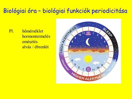 Biológiai óra – biológiai funkciók periodicitása Pl. hőmérséklet hormontermelés emésztés alvás / ébrenlét.