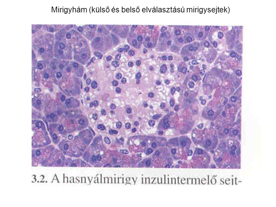 Mirigyhám (külső és belső elválasztású mirigysejtek)