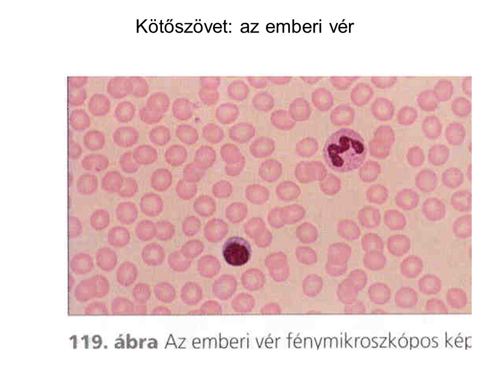 Kötőszövet: az emberi vér
