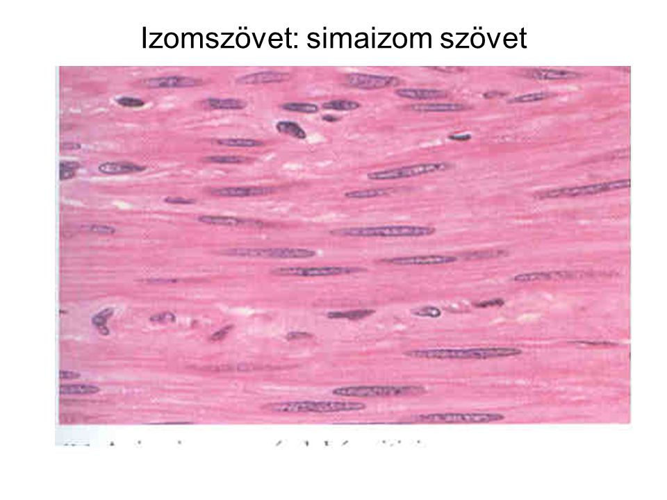 Izomszövet: simaizom szövet