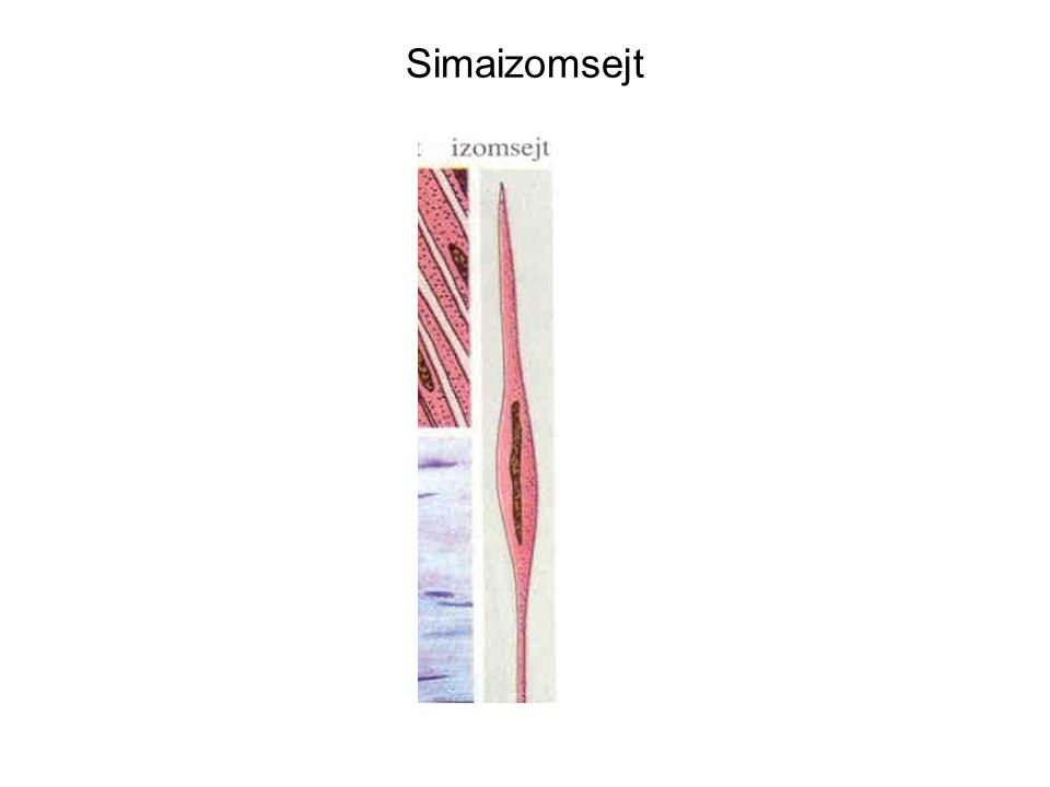Simaizomsejt