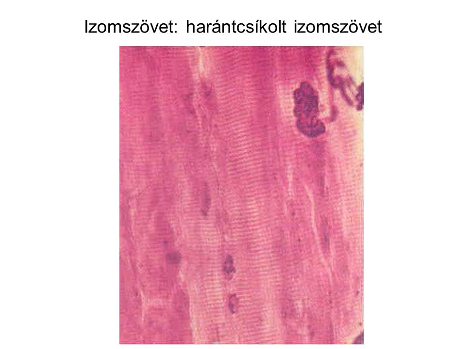 Izomszövet: harántcsíkolt izomszövet