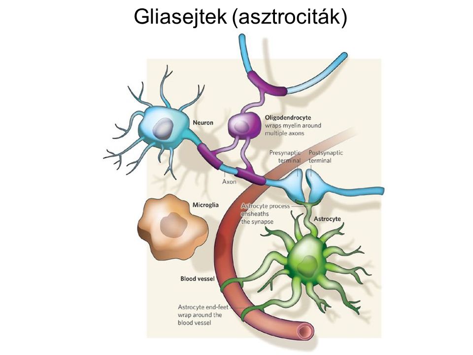 Gliasejtek (asztrociták)