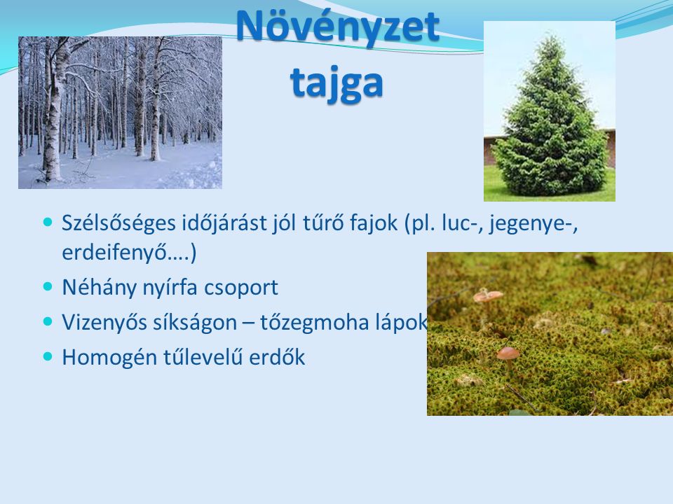 Növényzet tajga Szélsőséges időjárást jól tűrő fajok (pl. luc-, jegenye-, erdeifenyő….) Néhány nyírfa csoport.