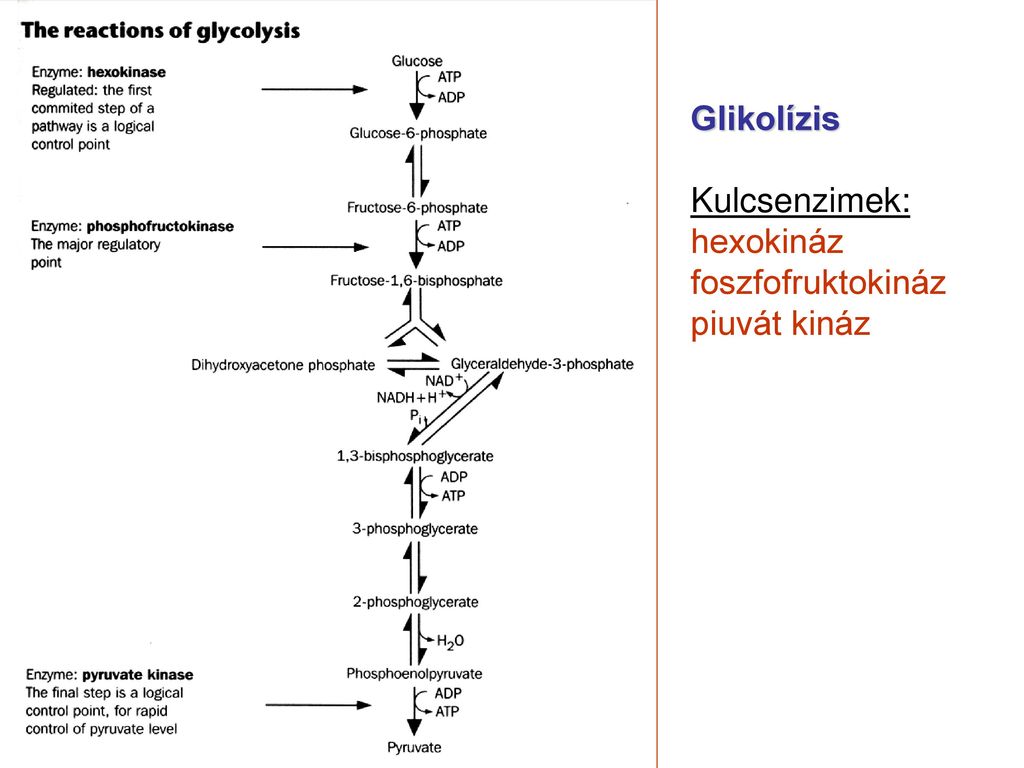 Glikolízis Kulcsenzimek: hexokináz foszfofruktokináz piuvát kináz