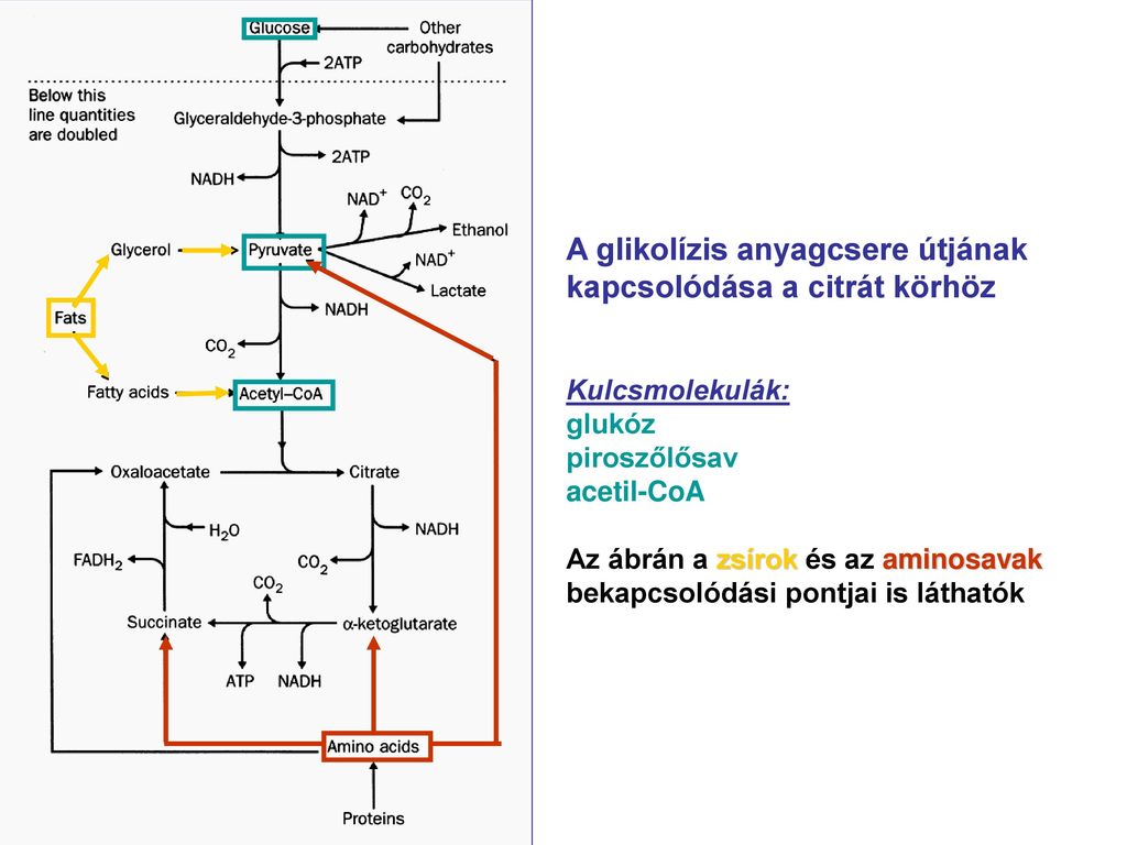 A glikolízis anyagcsere útjának kapcsolódása a citrát körhöz Kulcsmolekulák: glukóz piroszőlősav acetil-CoA Az ábrán a zsírok és az aminosavak bekapcsolódási pontjai is láthatók