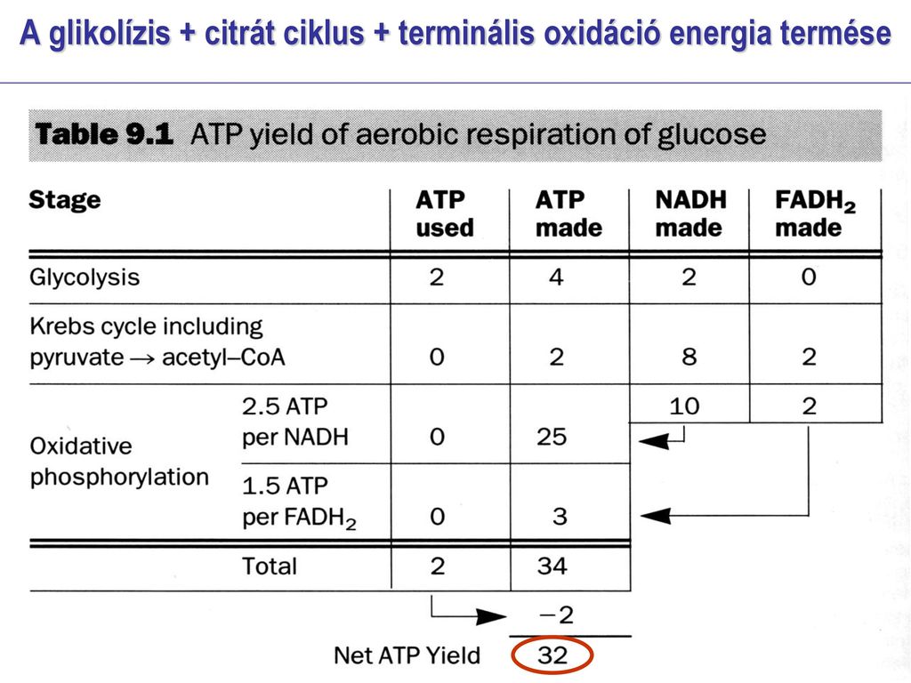 A glikolízis + citrát ciklus + terminális oxidáció energia termése