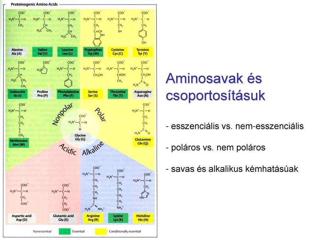 Aminosavak és csoportosításuk - esszenciális vs