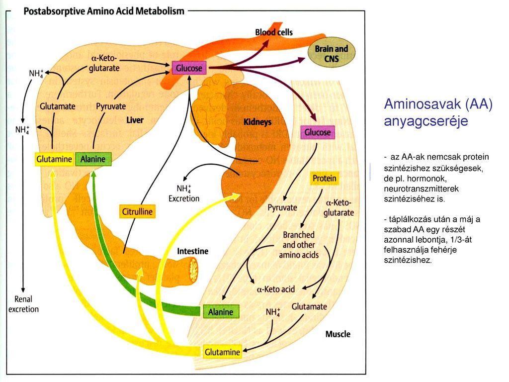 Aminosavak (AA) anyagcseréje - az AA-ak nemcsak protein szintézishez szükségesek, de pl.