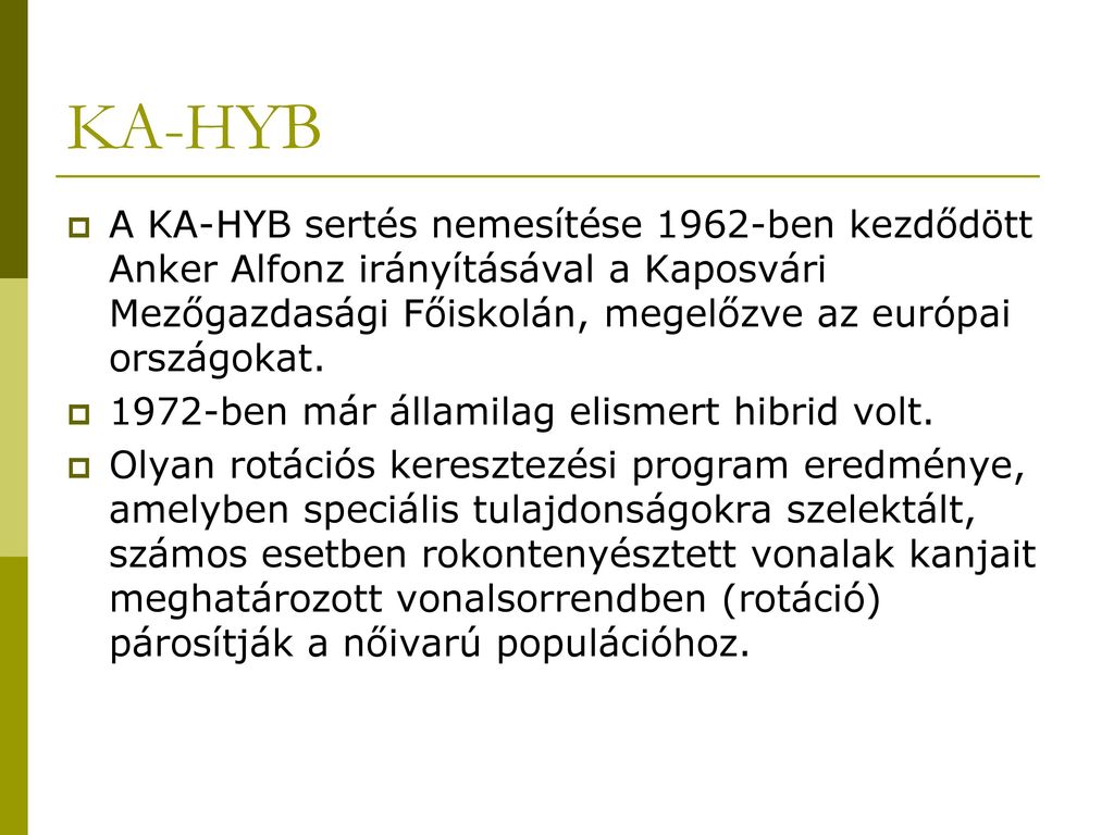 KA-HYB A KA-HYB sertés nemesítése 1962-ben kezdődött Anker Alfonz irányításával a Kaposvári Mezőgazdasági Főiskolán, megelőzve az európai országokat.