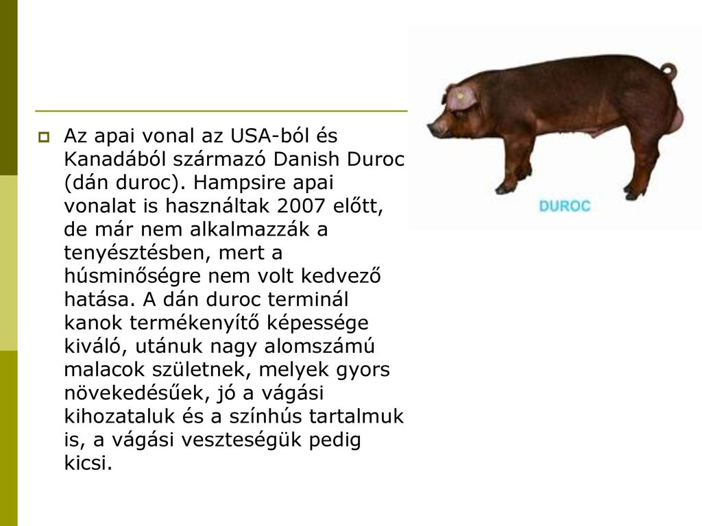 Az apai vonal az USA-ból és Kanadából származó Danish Duroc (dán duroc).