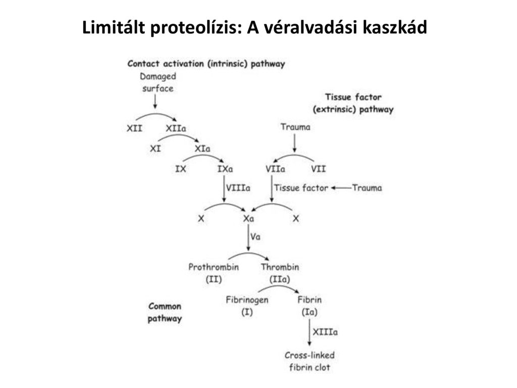 Limitált proteolízis: A véralvadási kaszkád