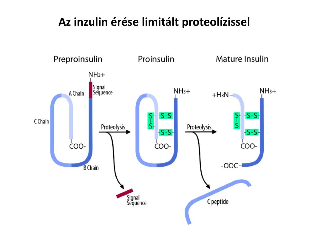 Az inzulin érése limitált proteolízissel