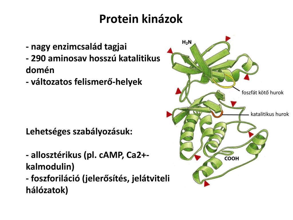 Protein kinázok - nagy enzimcsalád tagjai