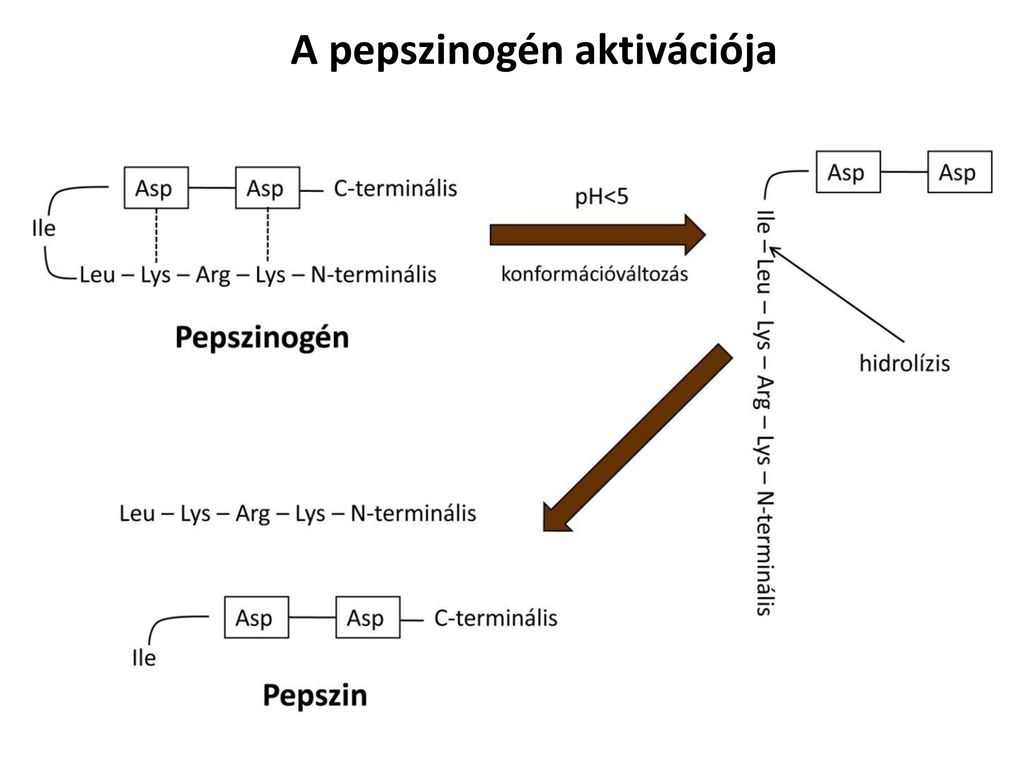 A pepszinogén aktivációja