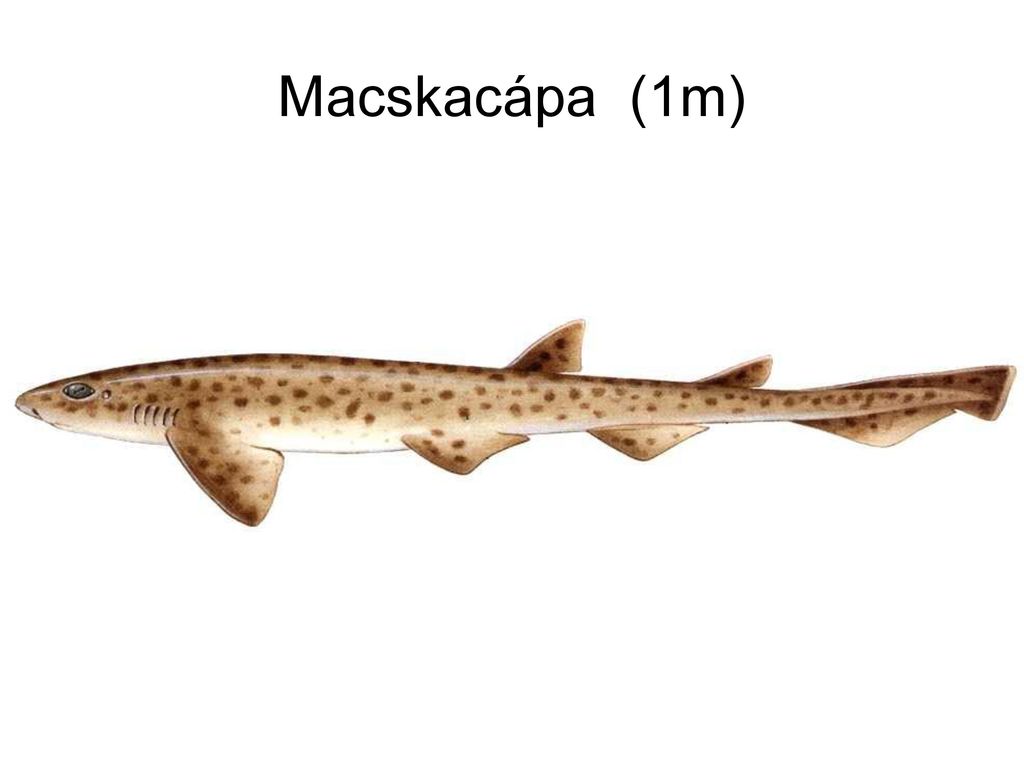 Macskacápa (1m) Az állatvilág képes kalauza 473. o.