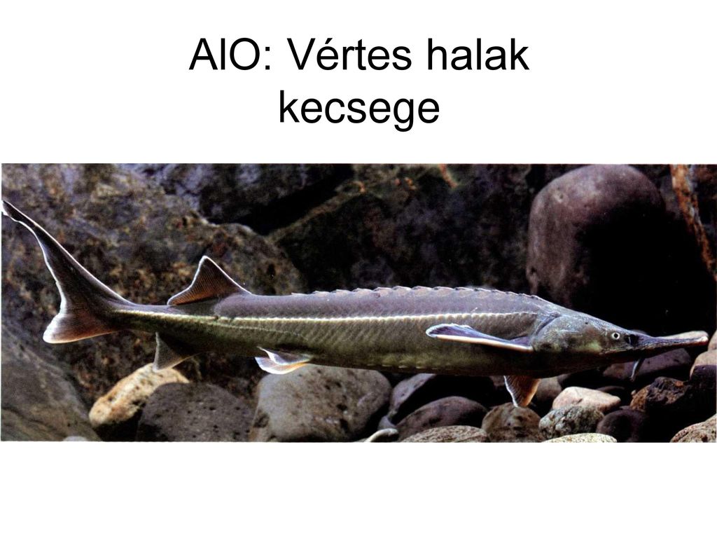 AlO: Vértes halak kecsege