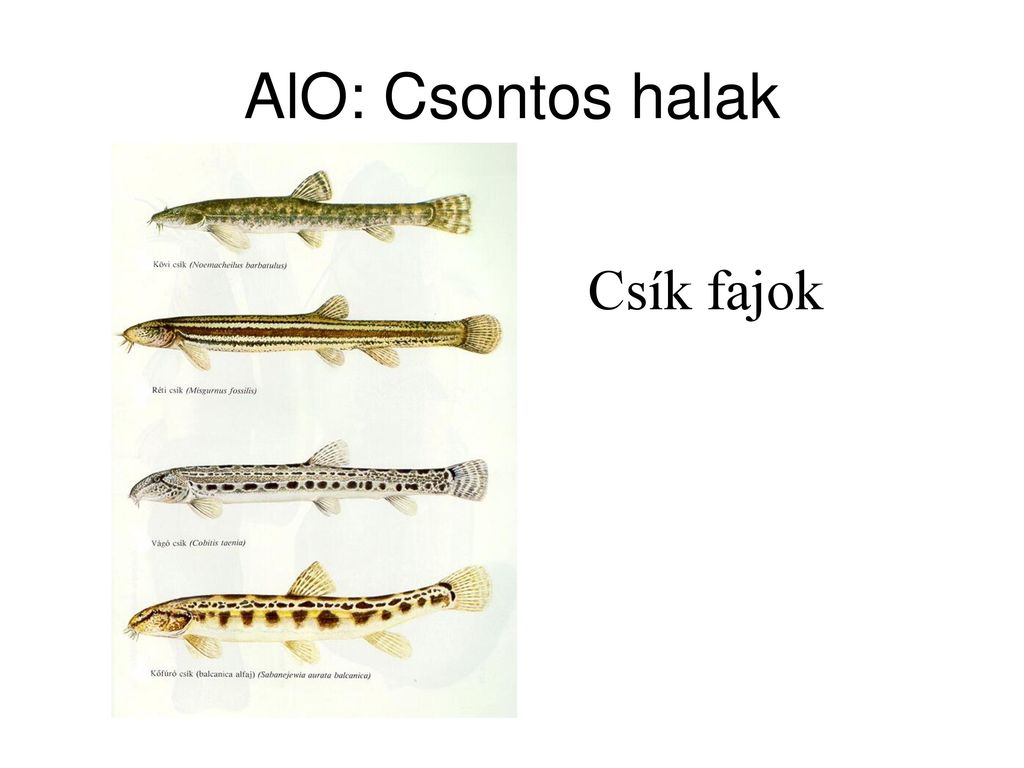 AlO: Csontos halak Csík fajok