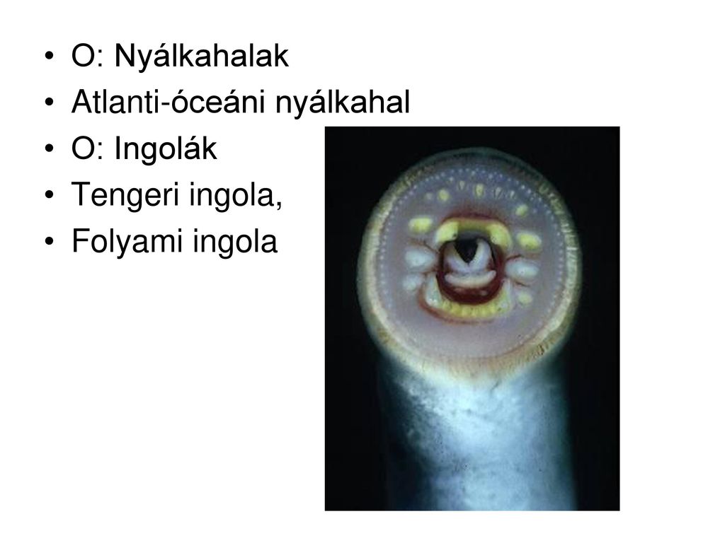 O: Nyálkahalak Atlanti-óceáni nyálkahal O: Ingolák Tengeri ingola, Folyami ingola
