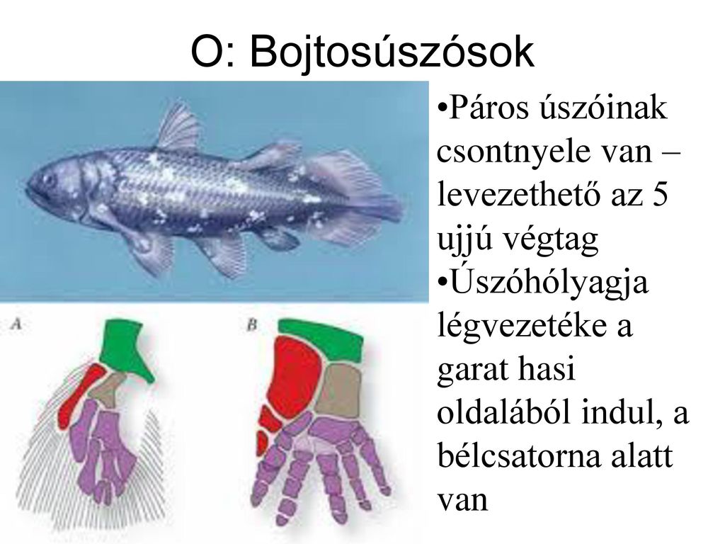 O: Bojtosúszósok Páros úszóinak csontnyele van – levezethető az 5 ujjú végtag.