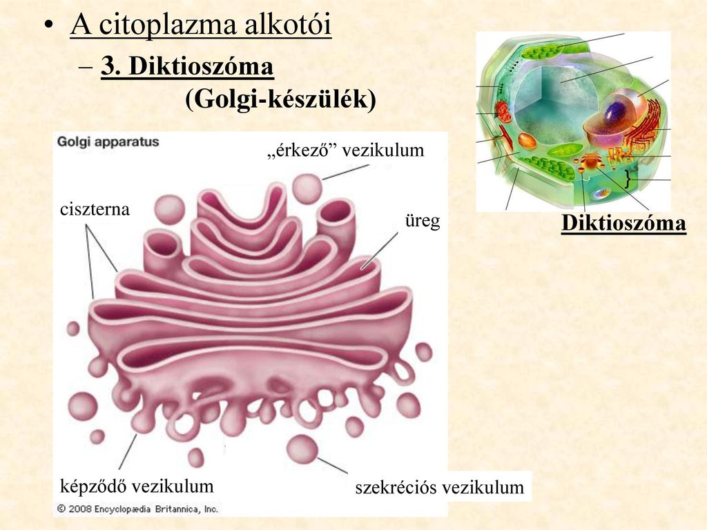 Golgi ciszterna