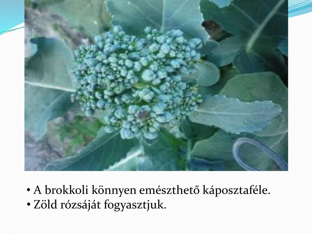 A brokkoli könnyen emészthető káposztaféle.